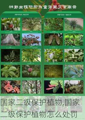 国家二级保护植物,国家二级保护植物怎么处罚-第1张图片-花卉百科