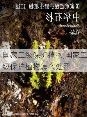 国家二级保护植物,国家二级保护植物怎么处罚-第3张图片-花卉百科