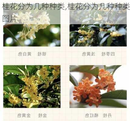 桂花分为几种种类,桂花分为几种种类图片