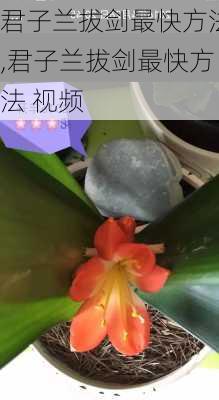 君子兰拔剑最快方法,君子兰拔剑最快方法 视频-第3张图片-花卉百科