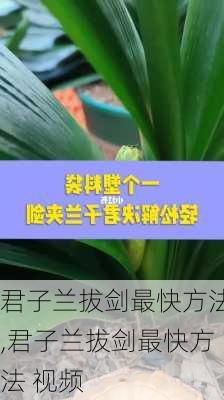 君子兰拔剑最快方法,君子兰拔剑最快方法 视频-第2张图片-花卉百科