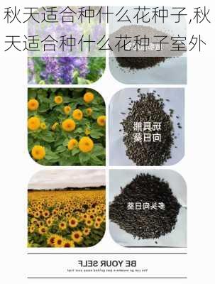 秋天适合种什么花种子,秋天适合种什么花种子室外-第3张图片-花卉百科