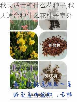 秋天适合种什么花种子,秋天适合种什么花种子室外-第1张图片-花卉百科