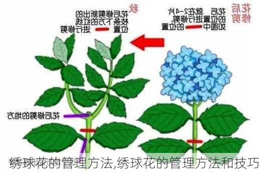 绣球花的管理方法,绣球花的管理方法和技巧-第1张图片-花卉百科