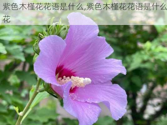 紫色木槿花花语是什么,紫色木槿花花语是什么花