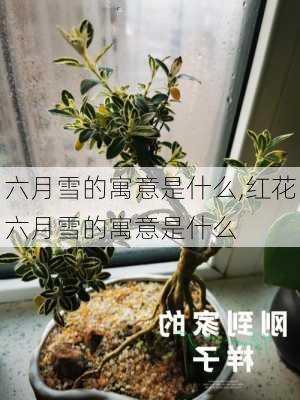 六月雪的寓意是什么,红花六月雪的寓意是什么-第1张图片-花卉百科