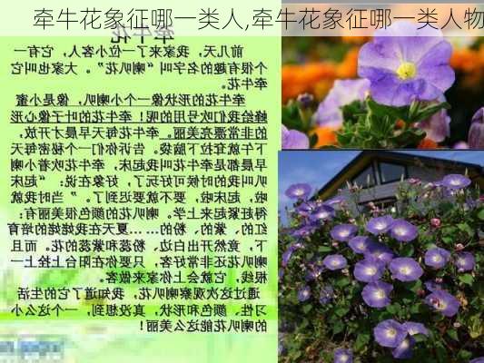 牵牛花象征哪一类人,牵牛花象征哪一类人物-第2张图片-花卉百科