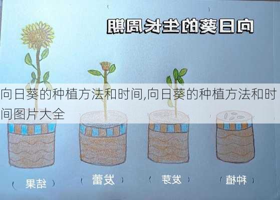 向日葵的种植方法和时间,向日葵的种植方法和时间图片大全-第2张图片-花卉百科