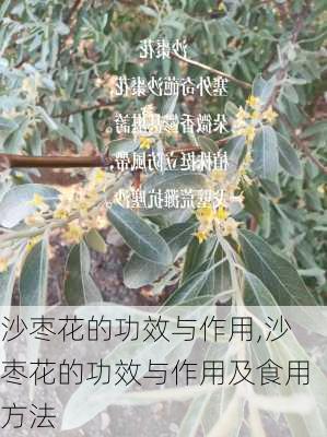 沙枣花的功效与作用,沙枣花的功效与作用及食用方法-第3张图片-花卉百科