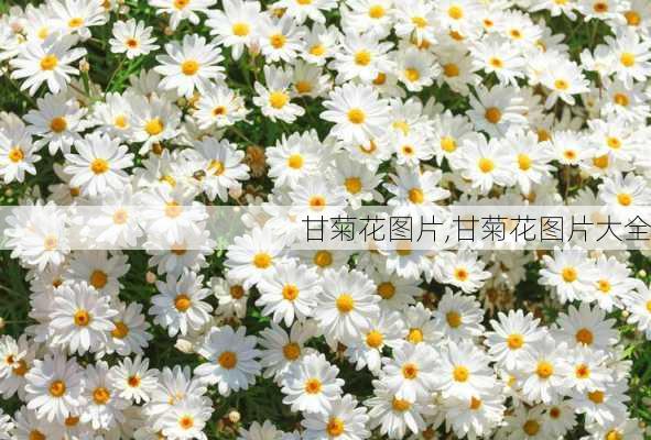 甘菊花图片,甘菊花图片大全-第3张图片-花卉百科