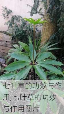 七叶草的功效与作用,七叶草的功效与作用图片-第1张图片-花卉百科