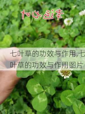 七叶草的功效与作用,七叶草的功效与作用图片-第2张图片-花卉百科