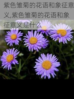 紫色雏菊的花语和象征意义,紫色雏菊的花语和象征意义是什么-第2张图片-花卉百科