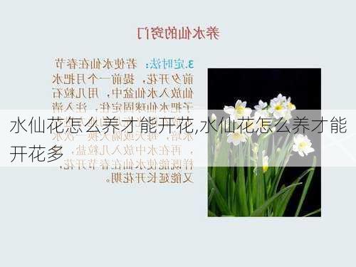 水仙花怎么养才能开花,水仙花怎么养才能开花多-第1张图片-花卉百科