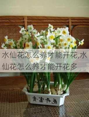 水仙花怎么养才能开花,水仙花怎么养才能开花多-第2张图片-花卉百科