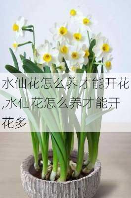 水仙花怎么养才能开花,水仙花怎么养才能开花多-第3张图片-花卉百科