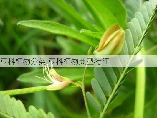 豆科植物分类,豆科植物典型特征-第3张图片-花卉百科