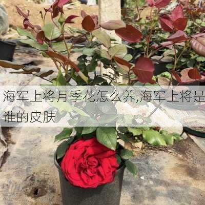 海军上将月季花怎么养,海军上将是谁的皮肤-第2张图片-花卉百科