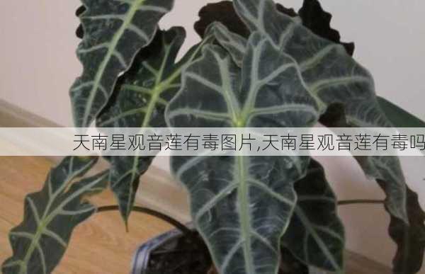 天南星观音莲有毒图片,天南星观音莲有毒吗-第3张图片-花卉百科