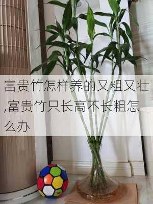 富贵竹怎样养的又粗又壮,富贵竹只长高不长粗怎么办-第2张图片-花卉百科