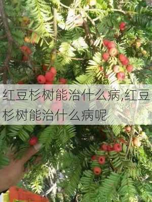 红豆杉树能治什么病,红豆杉树能治什么病呢-第2张图片-花卉百科