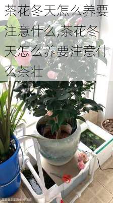 茶花冬天怎么养要注意什么,茶花冬天怎么养要注意什么茶壮-第2张图片-花卉百科