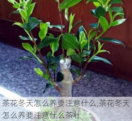 茶花冬天怎么养要注意什么,茶花冬天怎么养要注意什么茶壮-第3张图片-花卉百科