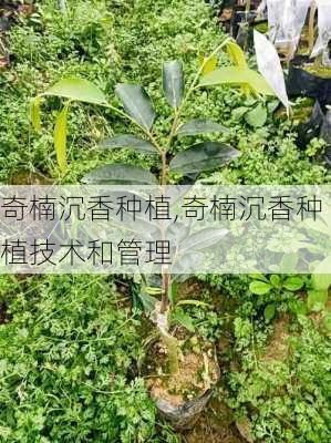 奇楠沉香种植,奇楠沉香种植技术和管理-第1张图片-花卉百科