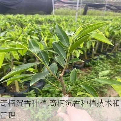 奇楠沉香种植,奇楠沉香种植技术和管理-第3张图片-花卉百科