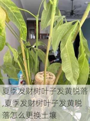 夏季发财树叶子发黄脱落,夏季发财树叶子发黄脱落怎么更换土壤