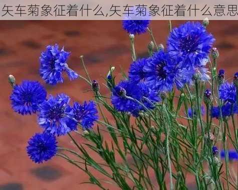 矢车菊象征着什么,矢车菊象征着什么意思