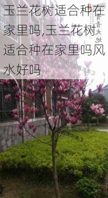 玉兰花树适合种在家里吗,玉兰花树适合种在家里吗风水好吗-第2张图片-花卉百科