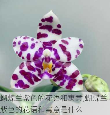 蝴蝶兰紫色的花语和寓意,蝴蝶兰紫色的花语和寓意是什么-第1张图片-花卉百科