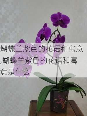 蝴蝶兰紫色的花语和寓意,蝴蝶兰紫色的花语和寓意是什么-第2张图片-花卉百科