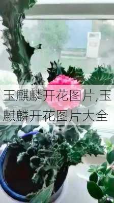 玉麒麟开花图片,玉麒麟开花图片大全-第1张图片-花卉百科