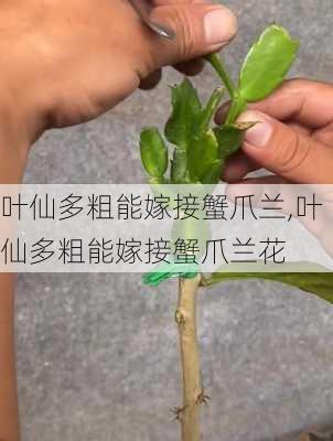 叶仙多粗能嫁接蟹爪兰,叶仙多粗能嫁接蟹爪兰花