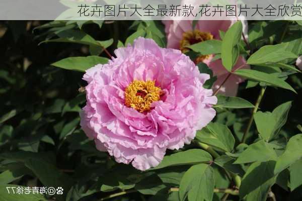 花卉图片大全最新款,花卉图片大全欣赏