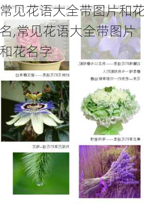 常见花语大全带图片和花名,常见花语大全带图片和花名字