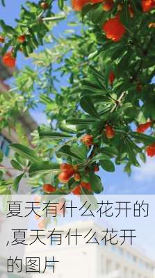 夏天有什么花开的,夏天有什么花开的图片-第1张图片-花卉百科