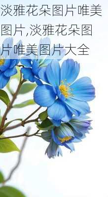 淡雅花朵图片唯美图片,淡雅花朵图片唯美图片大全