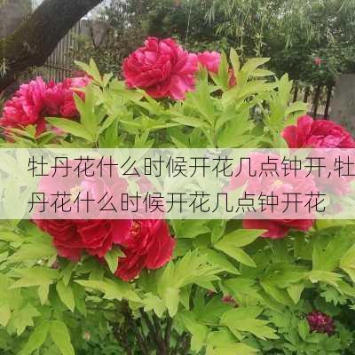 牡丹花什么时候开花几点钟开,牡丹花什么时候开花几点钟开花