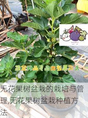 无花果树盆栽的栽培与管理,无花果树盆栽种植方法-第3张图片-花卉百科