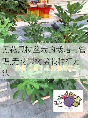 无花果树盆栽的栽培与管理,无花果树盆栽种植方法-第1张图片-花卉百科