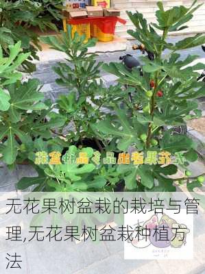 无花果树盆栽的栽培与管理,无花果树盆栽种植方法-第2张图片-花卉百科