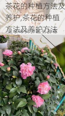 茶花的种植方法及养护,茶花的种植方法及养护方法-第1张图片-花卉百科