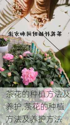 茶花的种植方法及养护,茶花的种植方法及养护方法-第2张图片-花卉百科