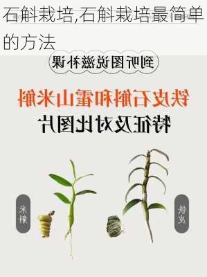 石斛栽培,石斛栽培最简单的方法-第1张图片-花卉百科