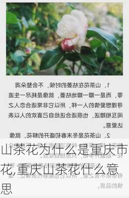 山茶花为什么是重庆市花,重庆山茶花什么意思