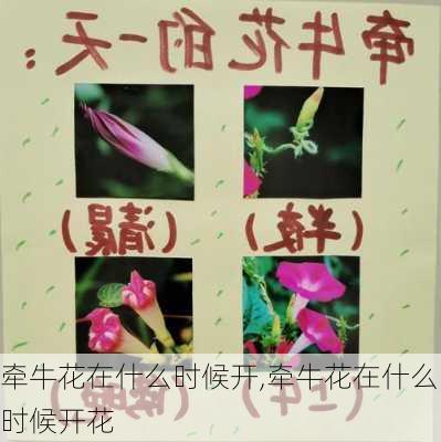 牵牛花在什么时候开,牵牛花在什么时候开花-第2张图片-花卉百科