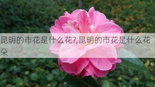 昆明的市花是什么花?,昆明的市花是什么花朵-第2张图片-花卉百科